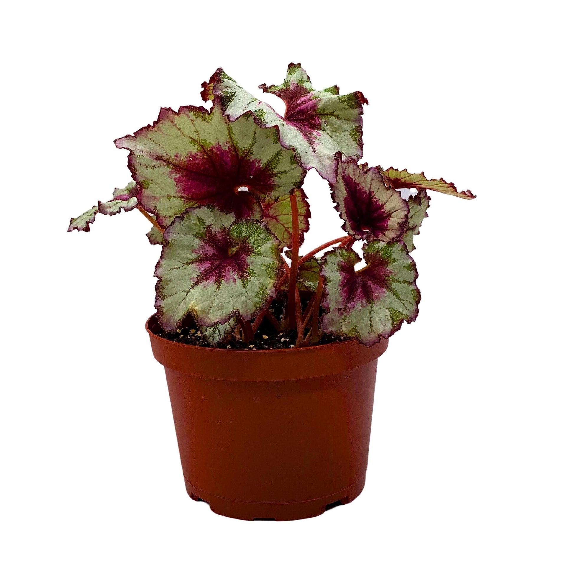 Harmony's BubbleBlooms Peppermint Twist Begonia, Red and White Spiral Leaf, Begonia Rex in 6 inch Pot