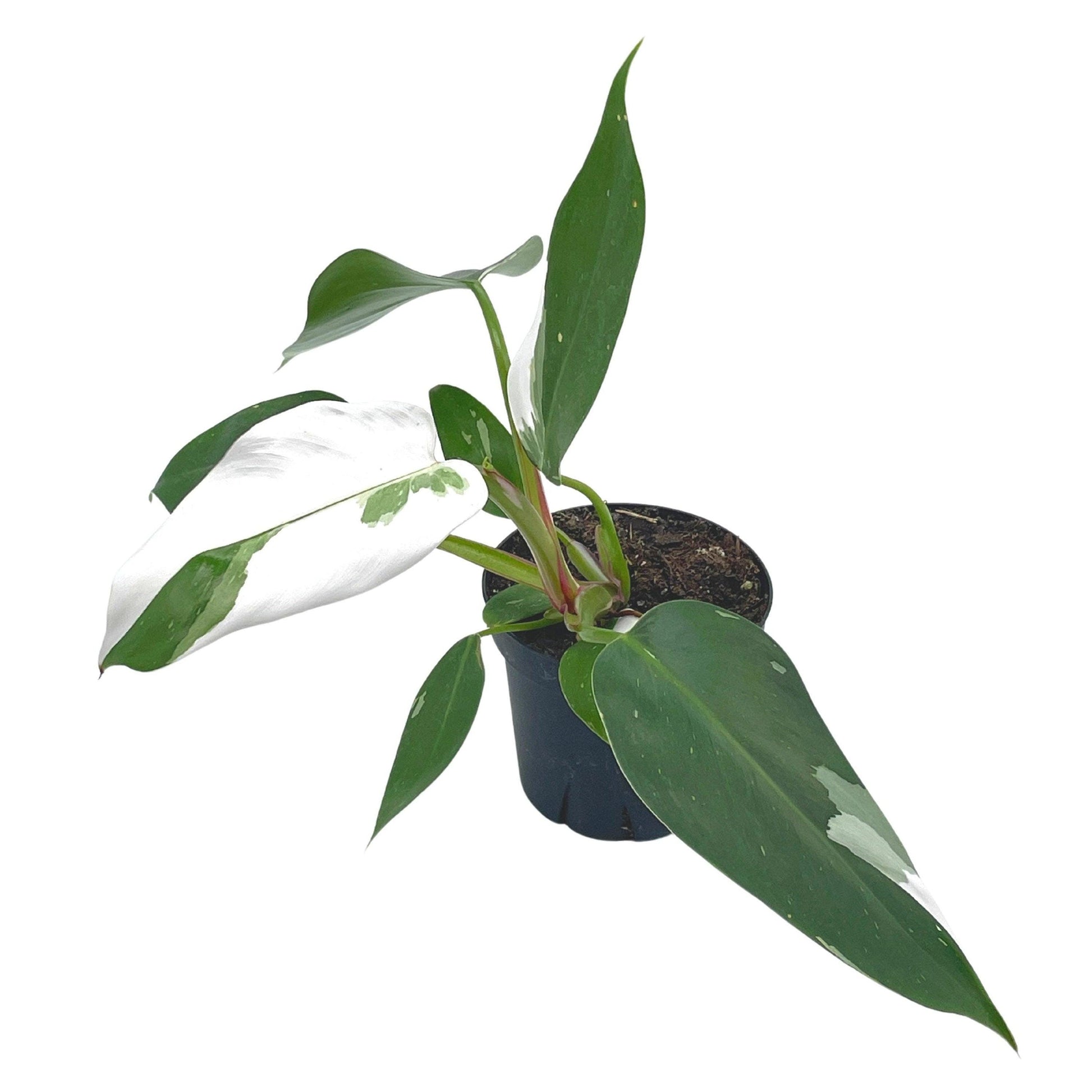 Philodendron White Princess, erubescens, 4 inch White Wizard, White Princess, Very Rare Philo