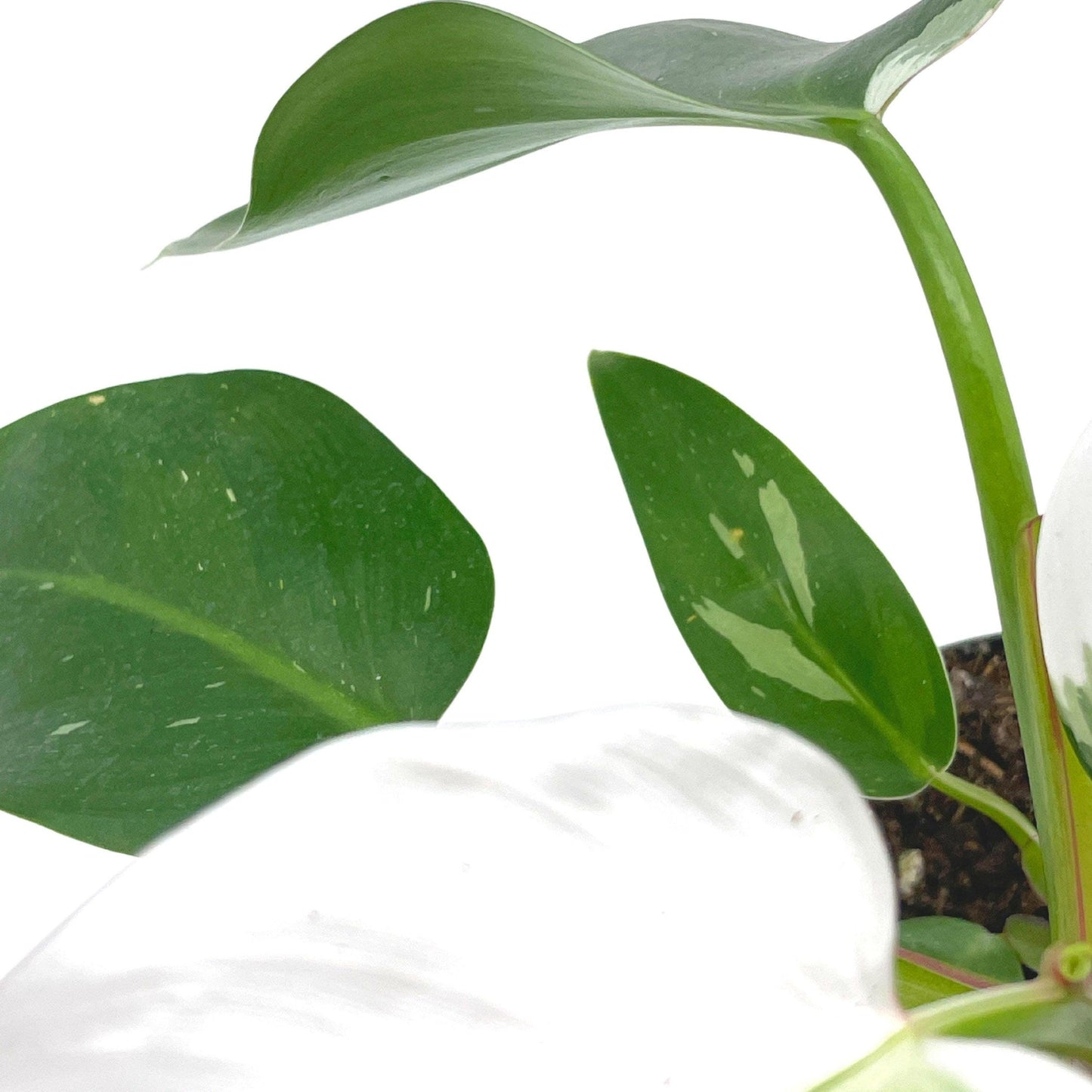 Philodendron White Princess, erubescens, 4 inch White Wizard, White Princess, Very Rare Philo