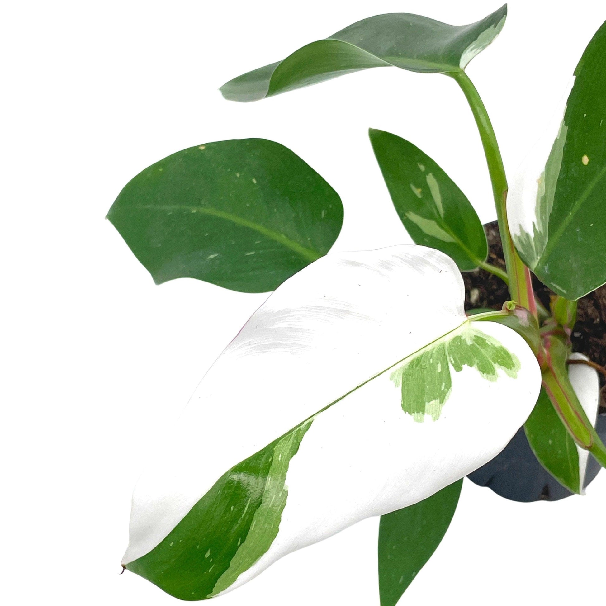 Philodendron White Princess, erubescens, 4 inch White Wizard, White Princess, Very Rare Philo