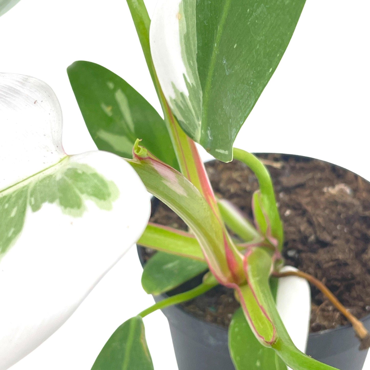 Philodendron White Princess, erubescens, 4 inch White Wizard, White Princess, Very Rare Philo