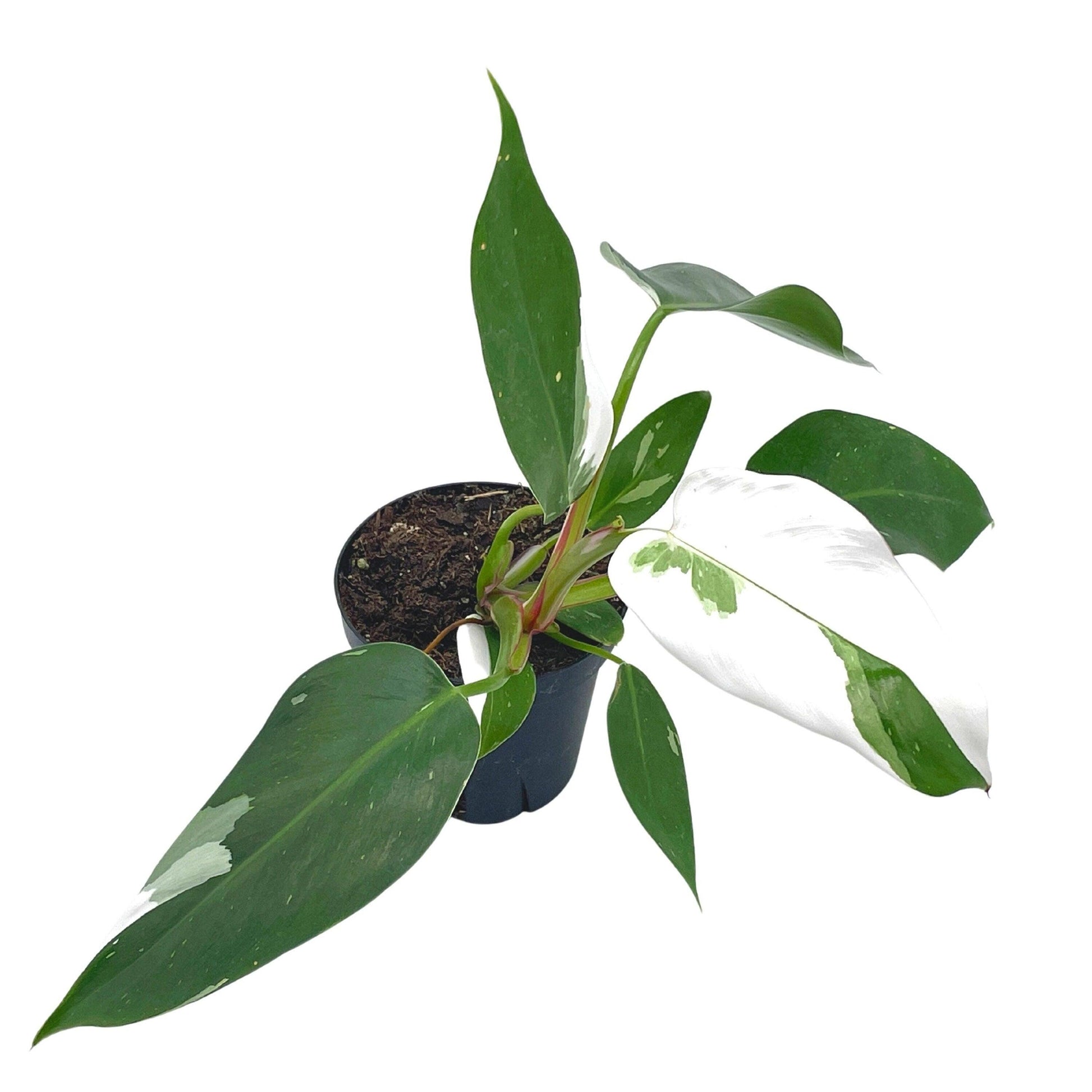 Philodendron White Princess, erubescens, 4 inch White Wizard, White Princess, Very Rare Philo