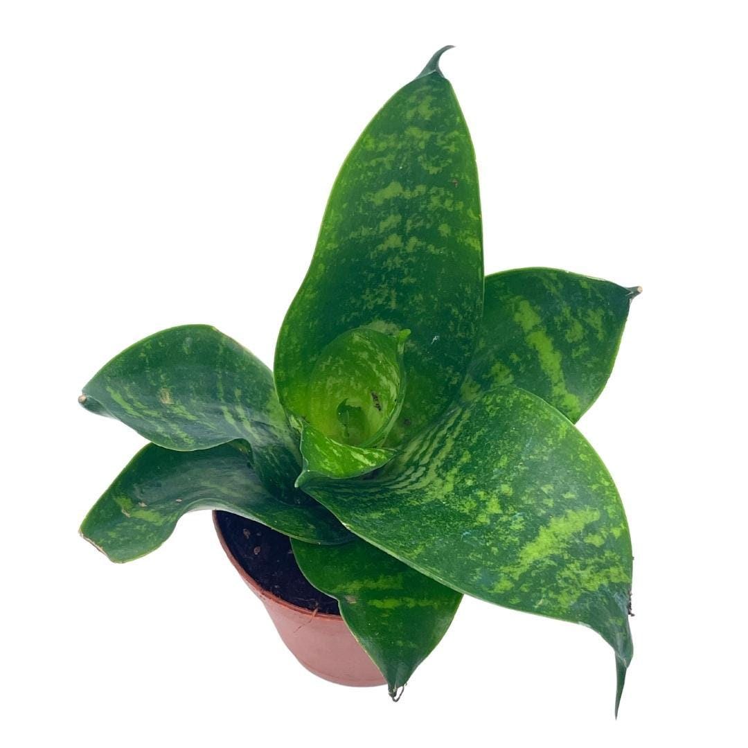 ansevieria trifasciata hahnii bird's nest snake plant Bird's Nest Snake plant, Green Striped Snakeplant, Sansevieria trifasc – Florida House Plants