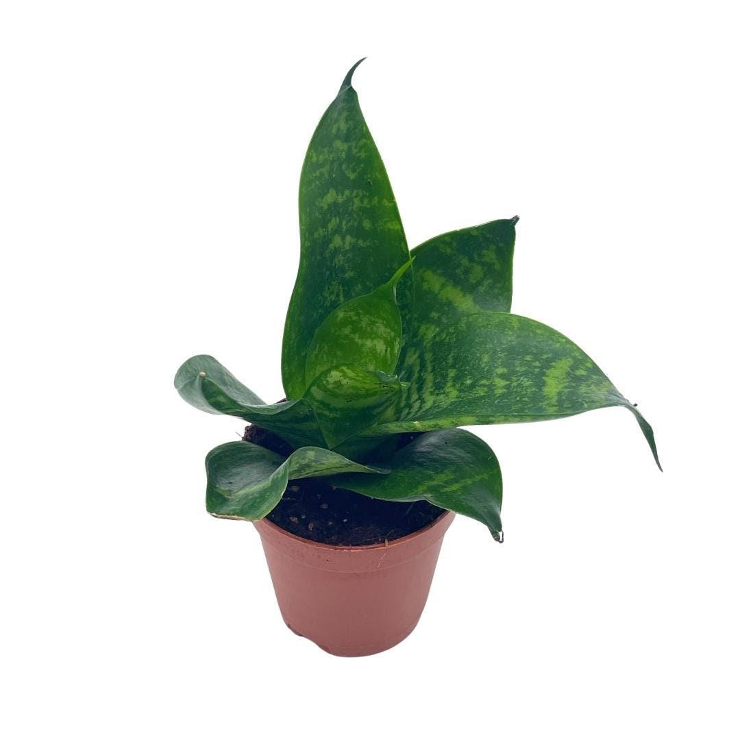 Bird&#39;s Nest Snake plant, Green Striped Snakeplant, Sansevieria trifasciata Prain, Black Robusta, 2 inch Tiny Mini Pixie Plant Very Small