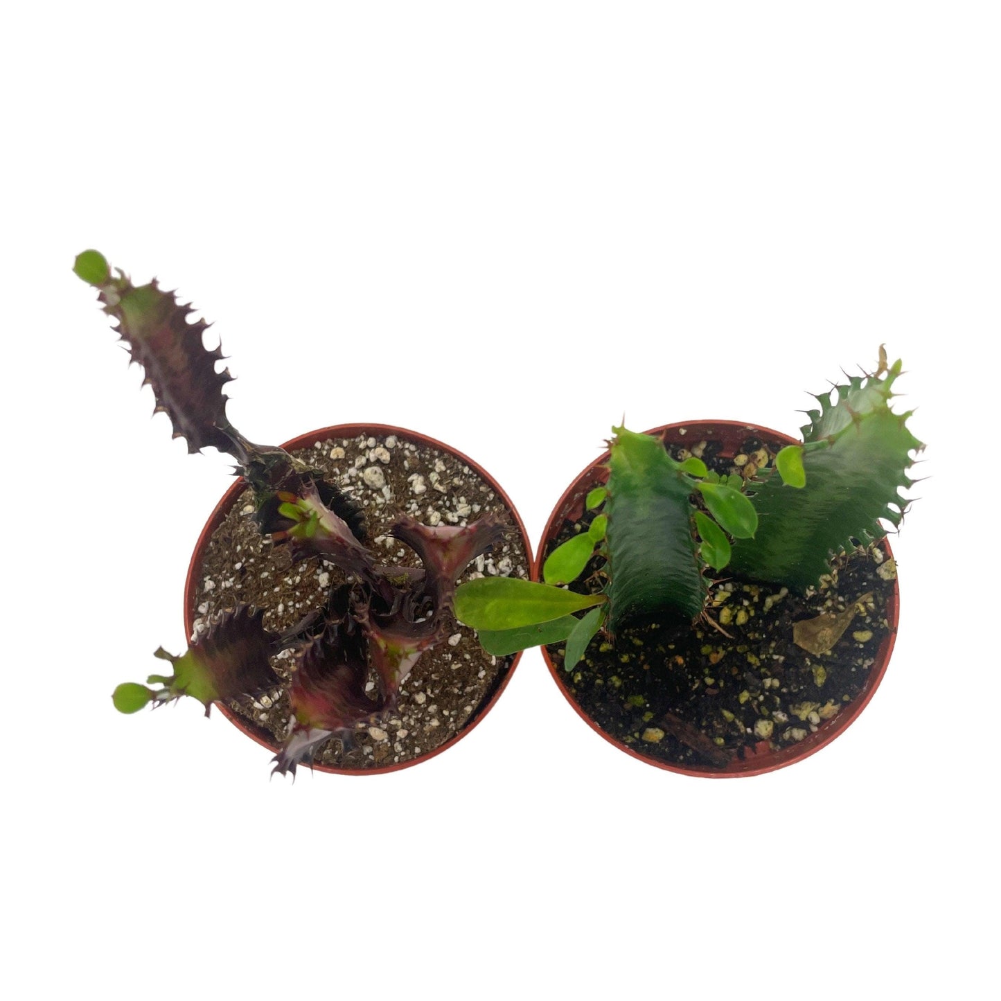 African Milk Tree Assortment, 4 inch, Euphorbia Trigona Variety, Red and Green