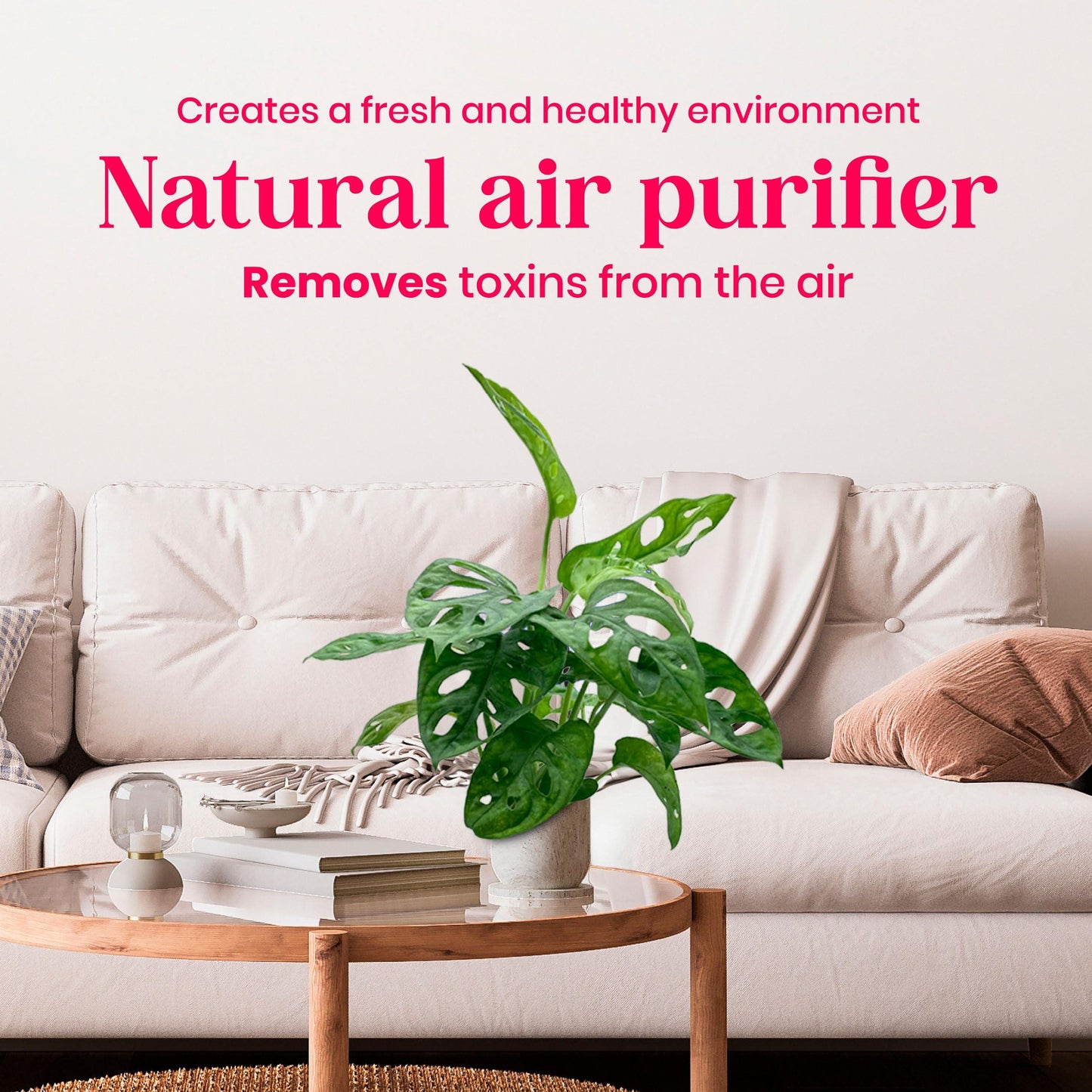 Monstera Adansonii, Swiss Cheese Plant, in a 4 inch pot, split-leaf philodendron