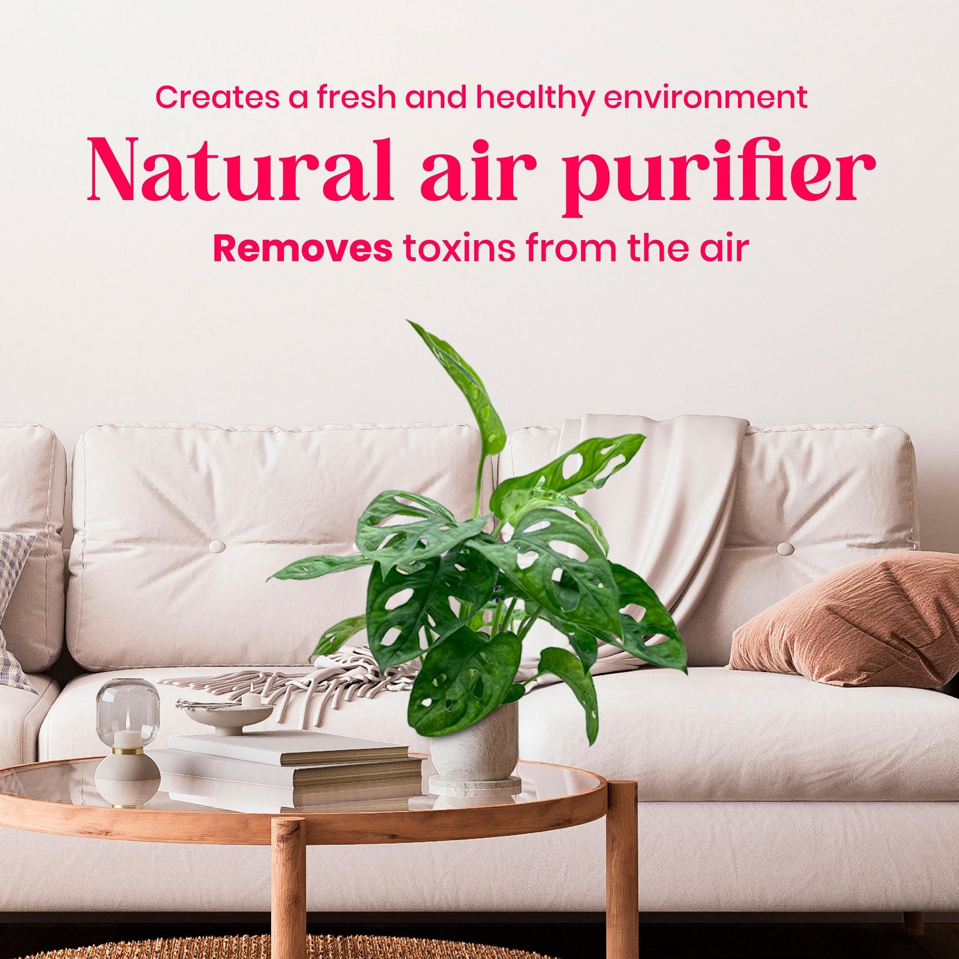 Monstera Adansonii, Swiss Cheese Plant, in a 4 inch pot, split-leaf philodendron