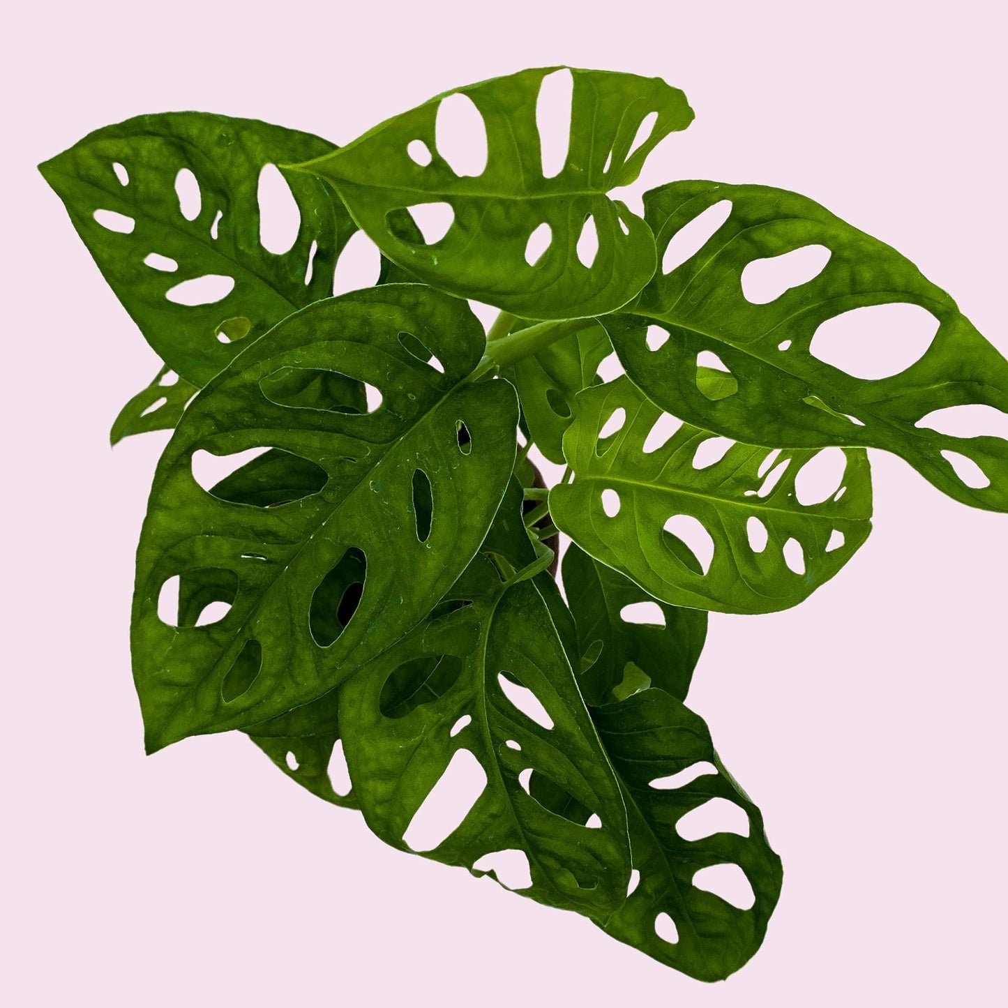 Monstera Adansonii, Swiss Cheese Plant, in a 4 inch pot, split-leaf philodendron