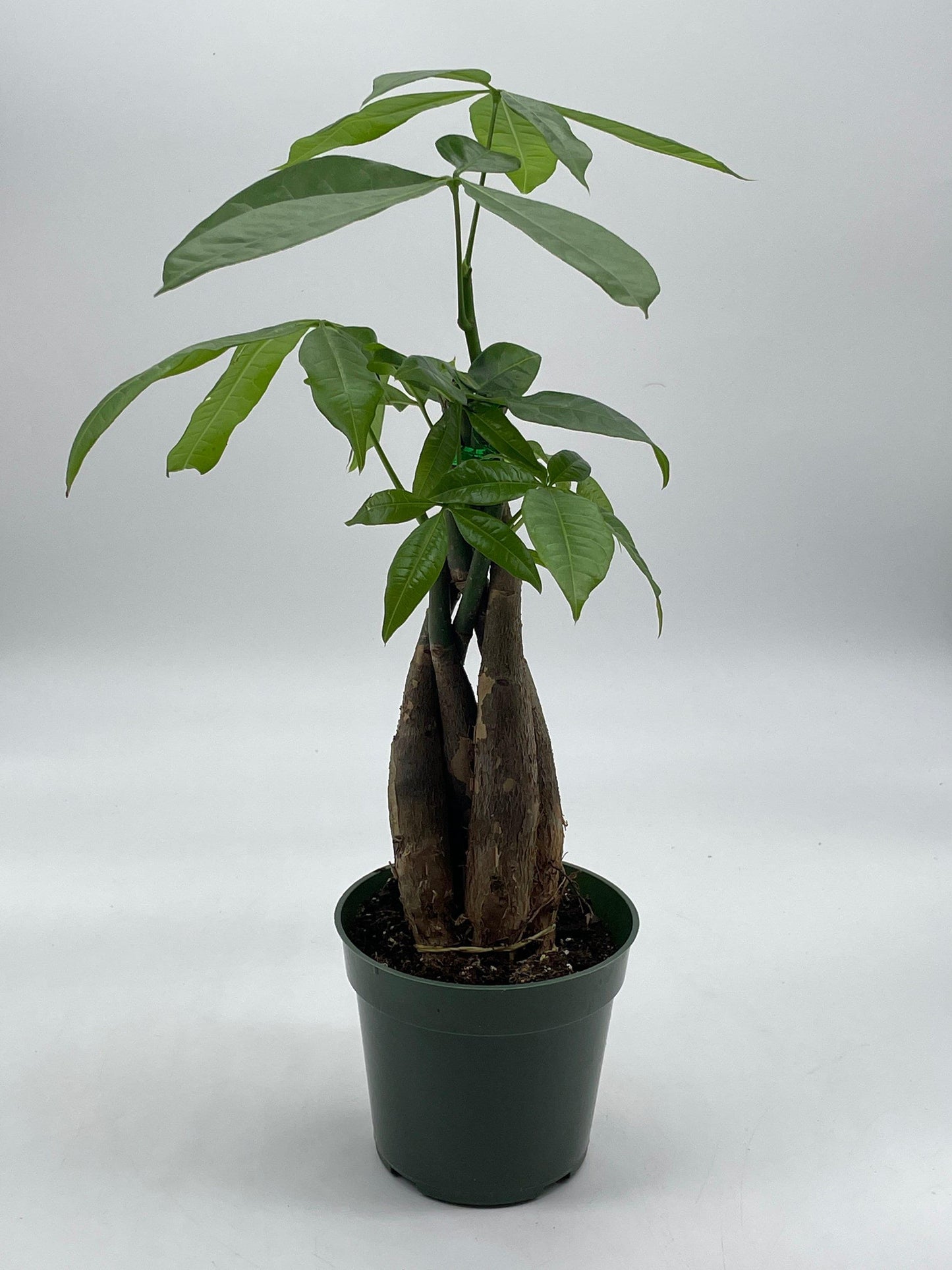 Money Tree, Pachira aquatica, water chestnut, very large bonsai plant, Perfect Houseplant, Guiana Malabar, in a 4 inch pot ready for 6 inch