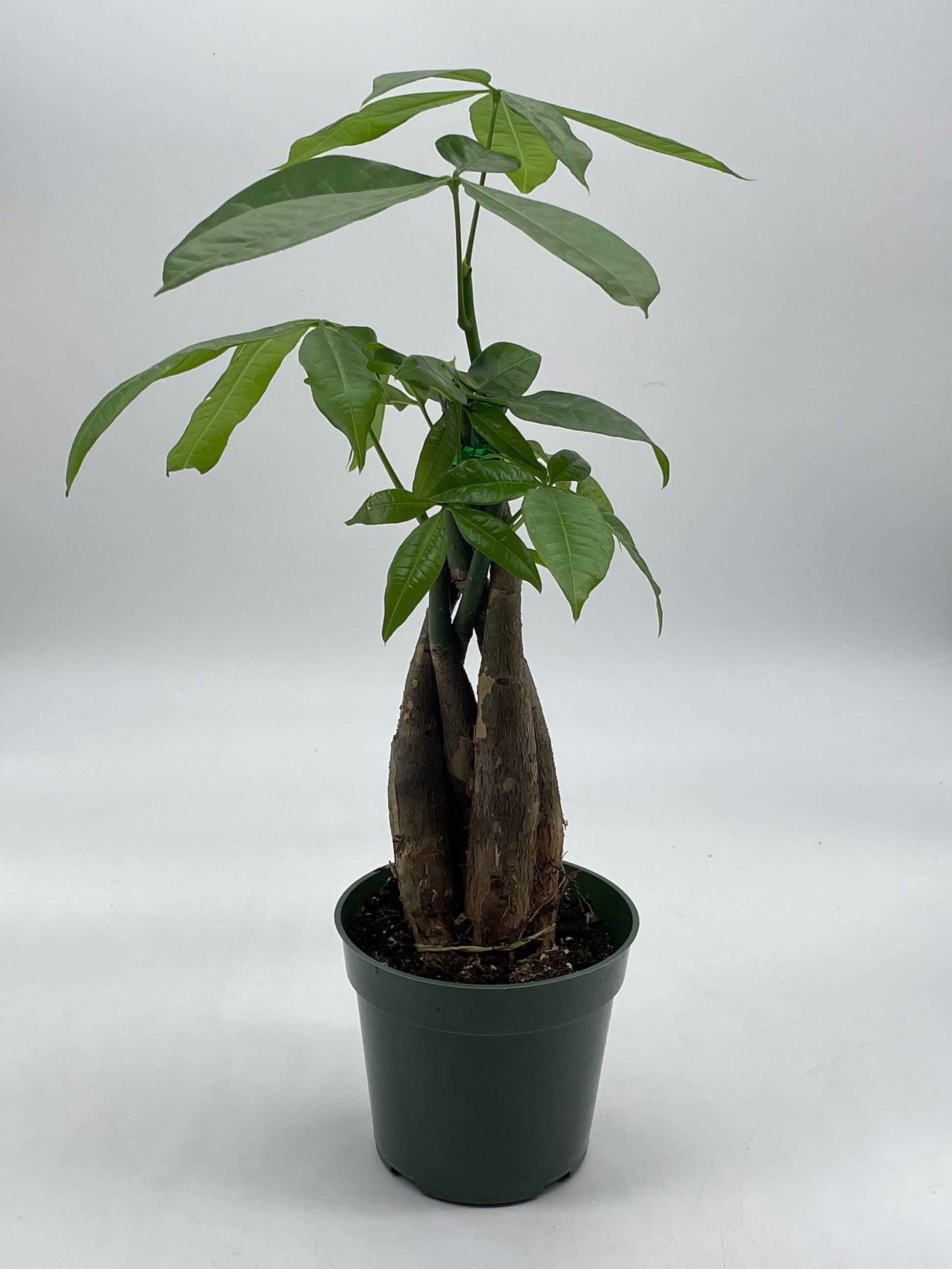 Money Tree, Pachira aquatica, water chestnut, very large bonsai plant, Perfect Houseplant, Guiana Malabar, in a 4 inch pot ready for 6 inch