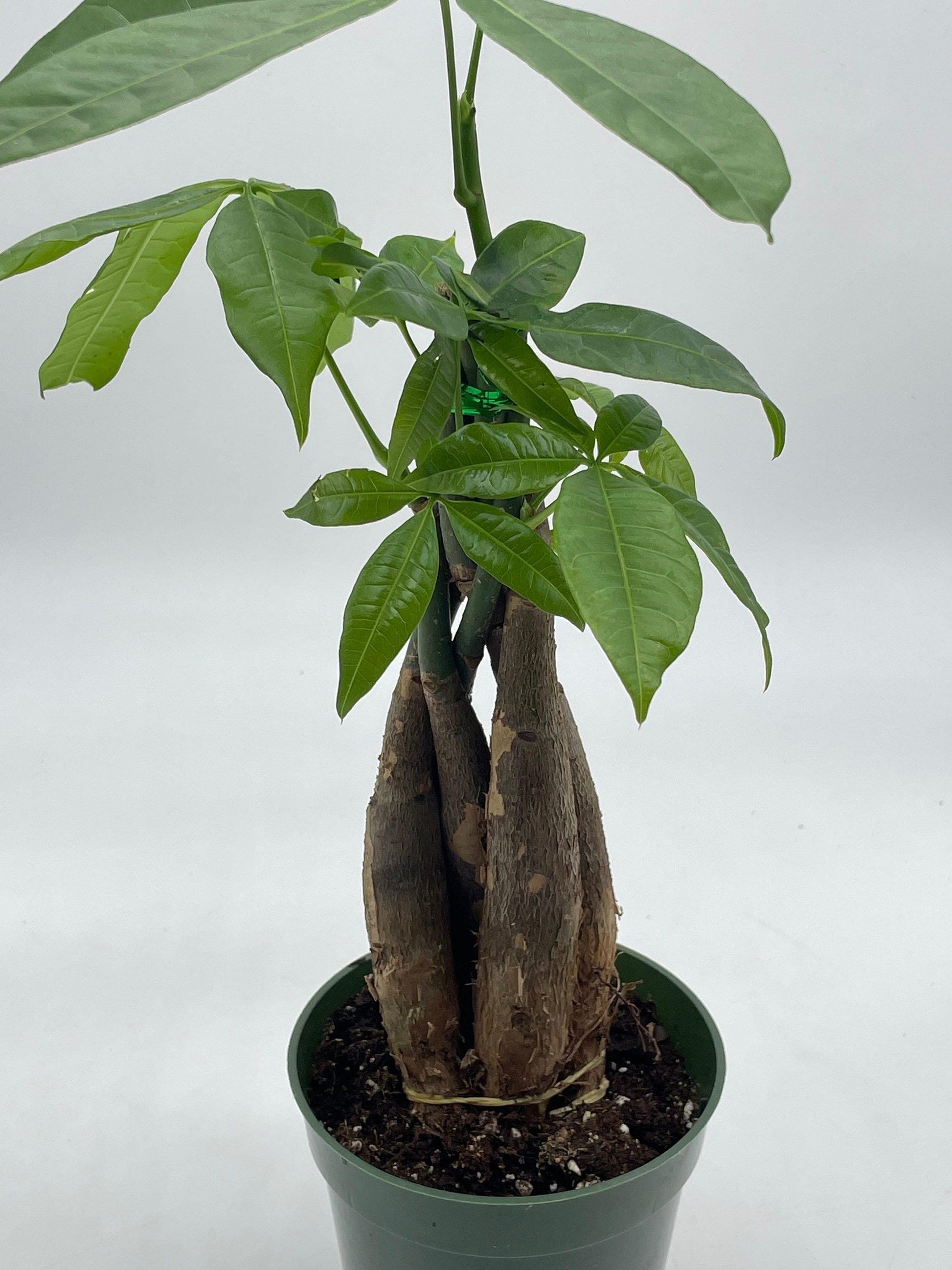 4 inch money tree Money Tree, Pachira aquatica, water chestnut, very large bonsai plant, Perfect Houseplant, Guiana Malabar, in a 4 inch pot ready for 6 inch