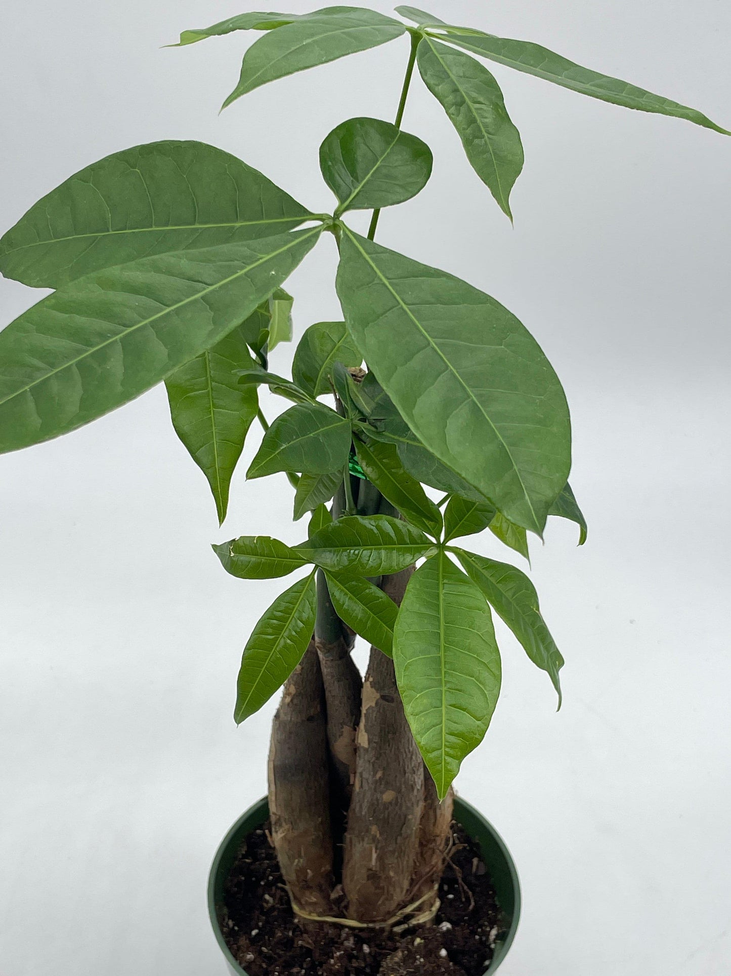 bonsai chestnut tree Money Tree, Pachira aquatica, water chestnut, very large bonsai plant, – Florida House Plants
