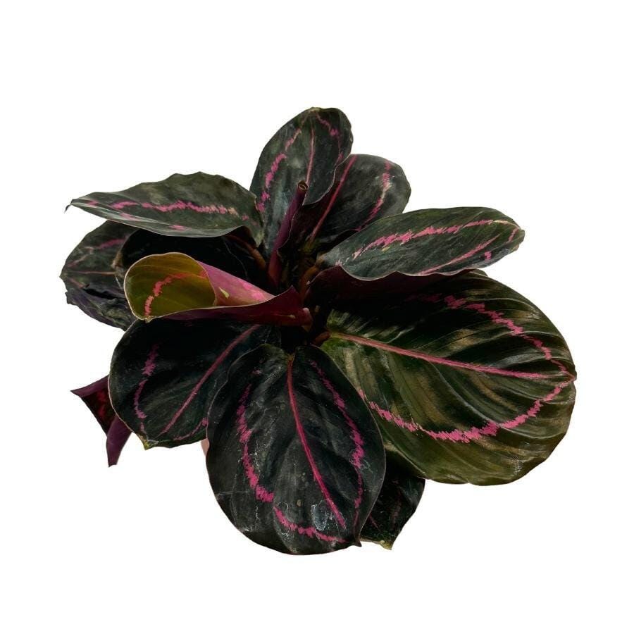 Calathea Roseopicta Dottie, 4 inch, Goeppertia &#39;Black Rose&#39;, Rose Painted, Black Rose