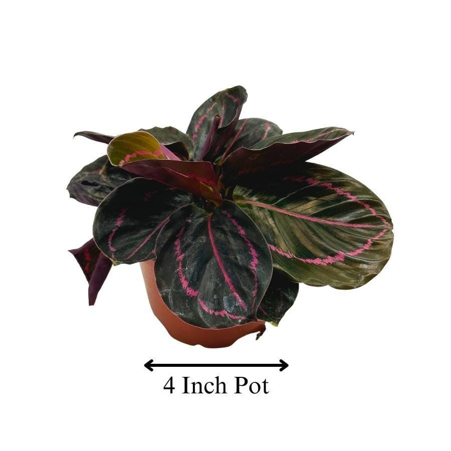 Calathea Roseopicta Dottie, 4 inch, Goeppertia &#39;Black Rose&#39;, Rose Painted, Black Rose
