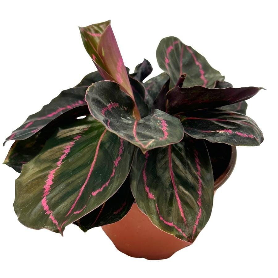 Calathea Roseopicta Dottie, 4 inch, Goeppertia &#39;Black Rose&#39;, Rose Painted, Black Rose