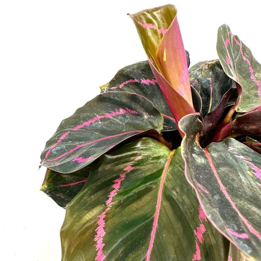 Calathea Roseopicta Dottie, 4 inch, Goeppertia &#39;Black Rose&#39;, Rose Painted, Black Rose