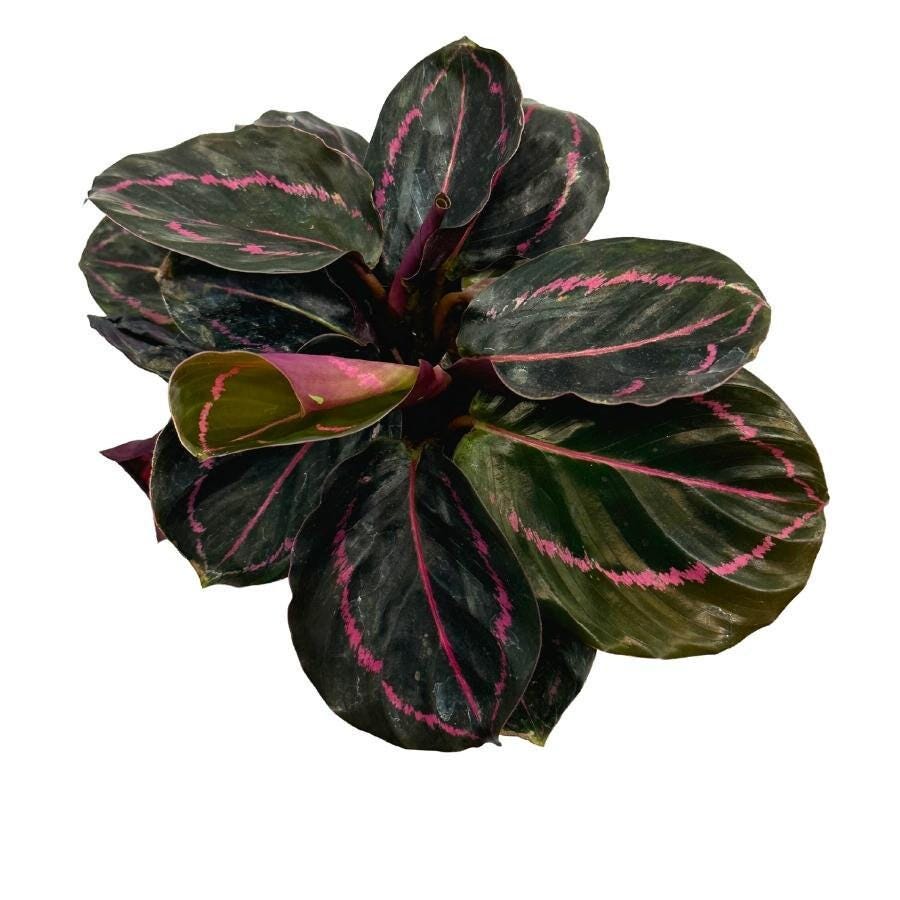 Calathea Roseopicta Dottie, 4 inch, Goeppertia &#39;Black Rose&#39;, Rose Painted, Black Rose