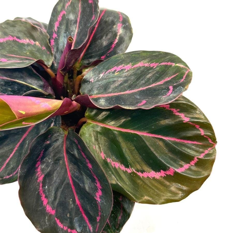 Calathea Roseopicta Dottie, 4 inch, Goeppertia &#39;Black Rose&#39;, Rose Painted, Black Rose