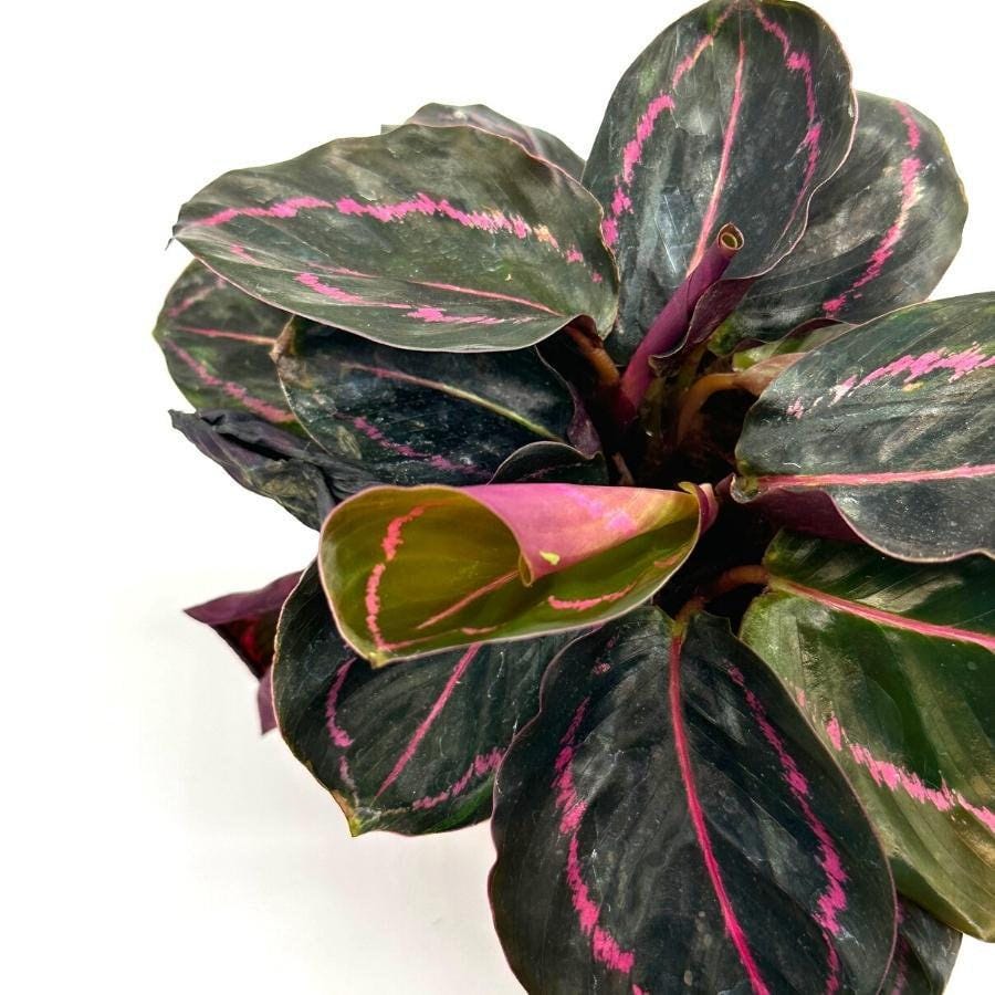 Calathea Roseopicta Dottie, 4 inch, Goeppertia &#39;Black Rose&#39;, Rose Painted, Black Rose
