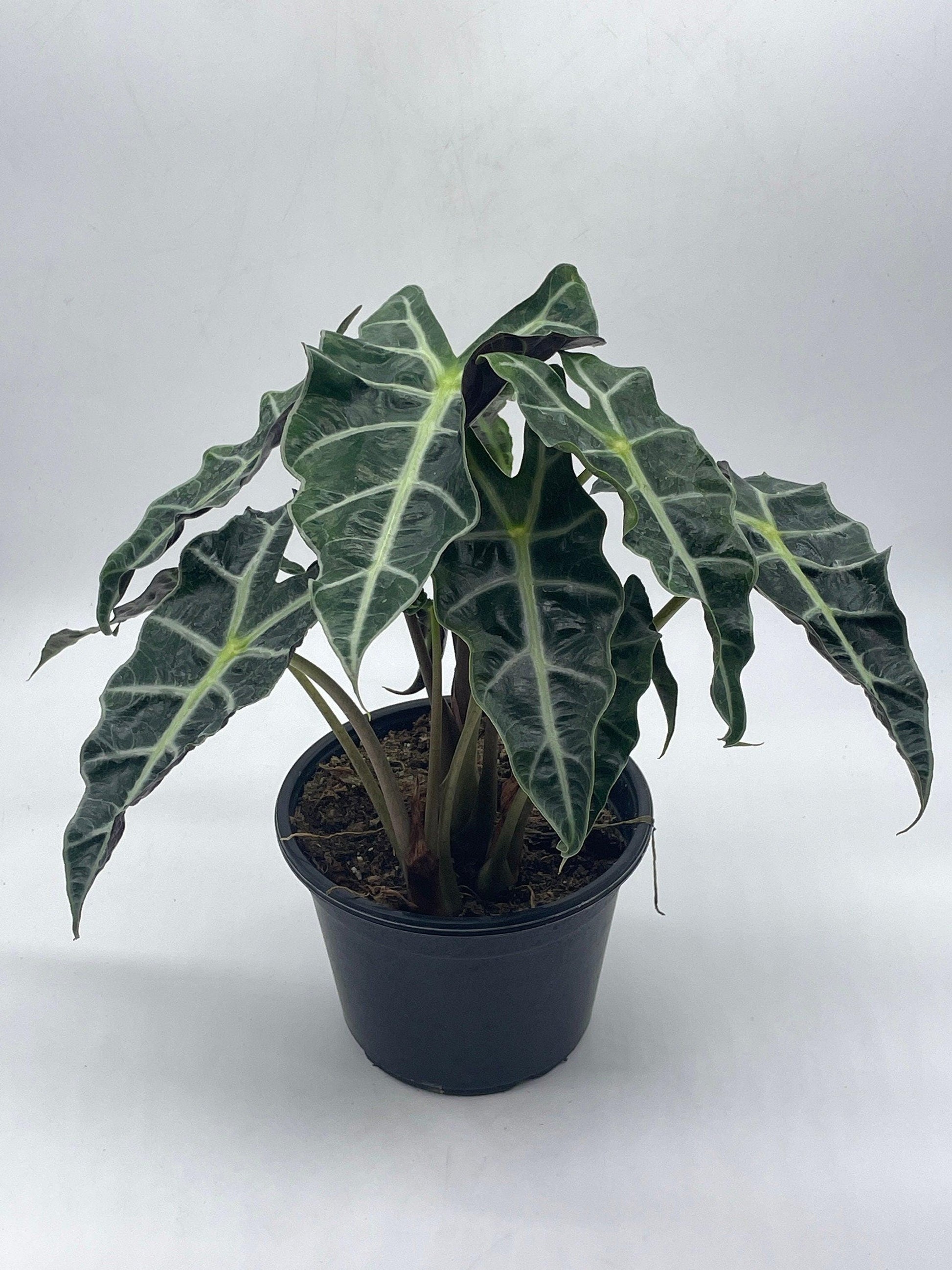 Alocasia polly African mask 6" Alocasia Amazonica potted Poly Elephant's ear giant taro, ape, giant alocasia, biga, and pia.