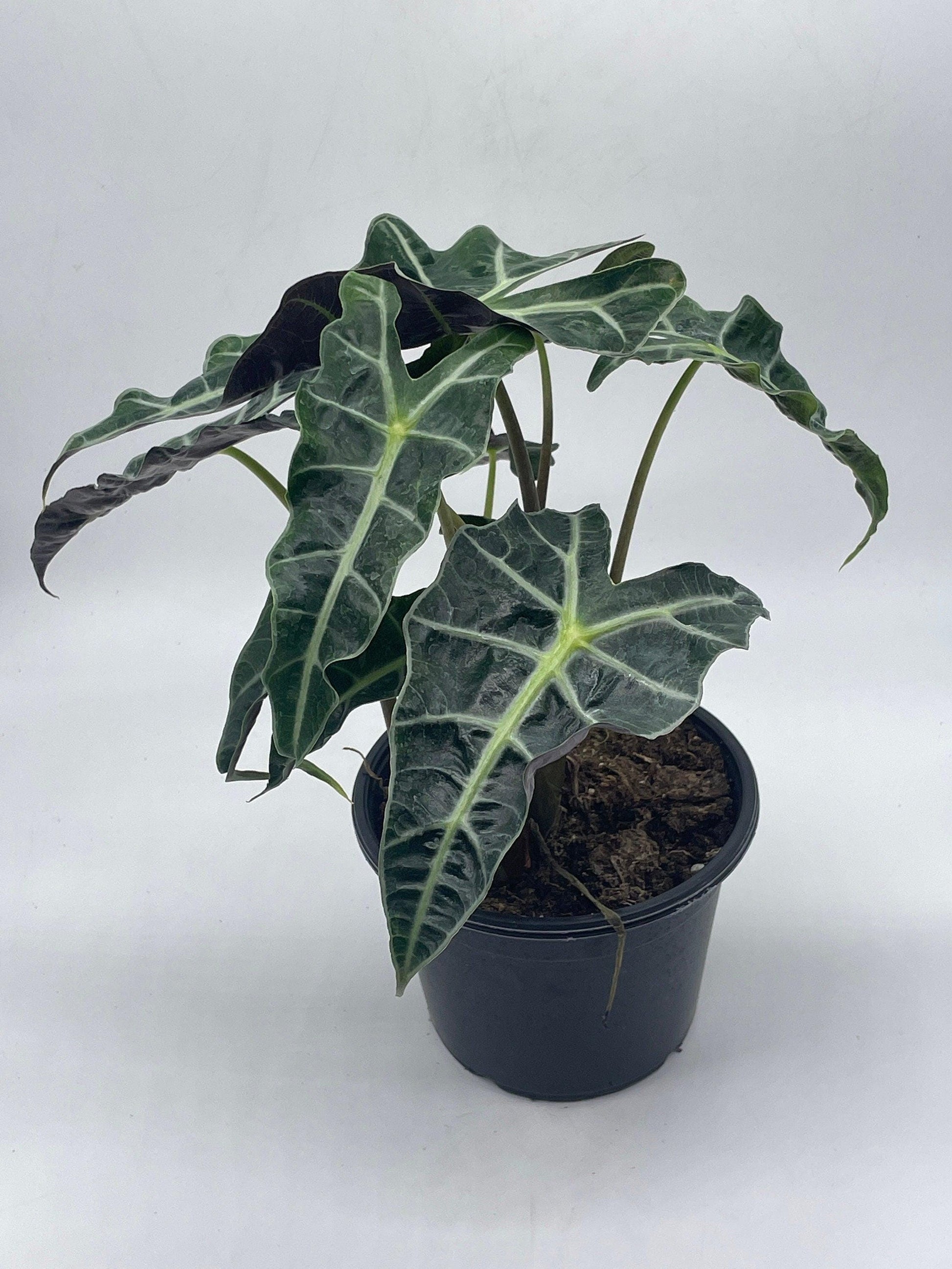 Alocasia polly African mask 6" Alocasia Amazonica potted Poly Elephant's ear giant taro, ape, giant alocasia, biga, and pia.