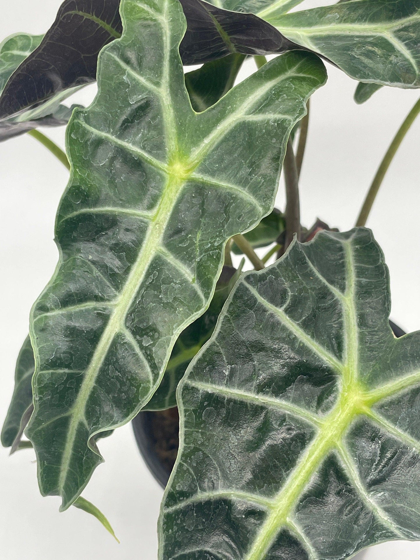 Alocasia polly African mask 6" Alocasia Amazonica potted Poly Elephant's ear giant taro, ape, giant alocasia, biga, and pia.
