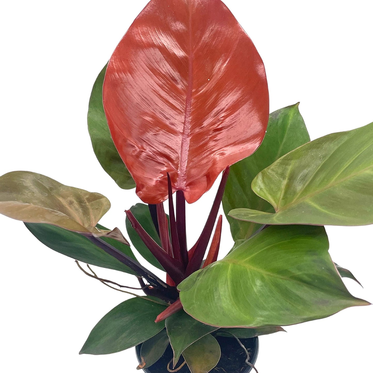 Philodendron Moonlight, 4 inch Imperial Gold, Lime Philo