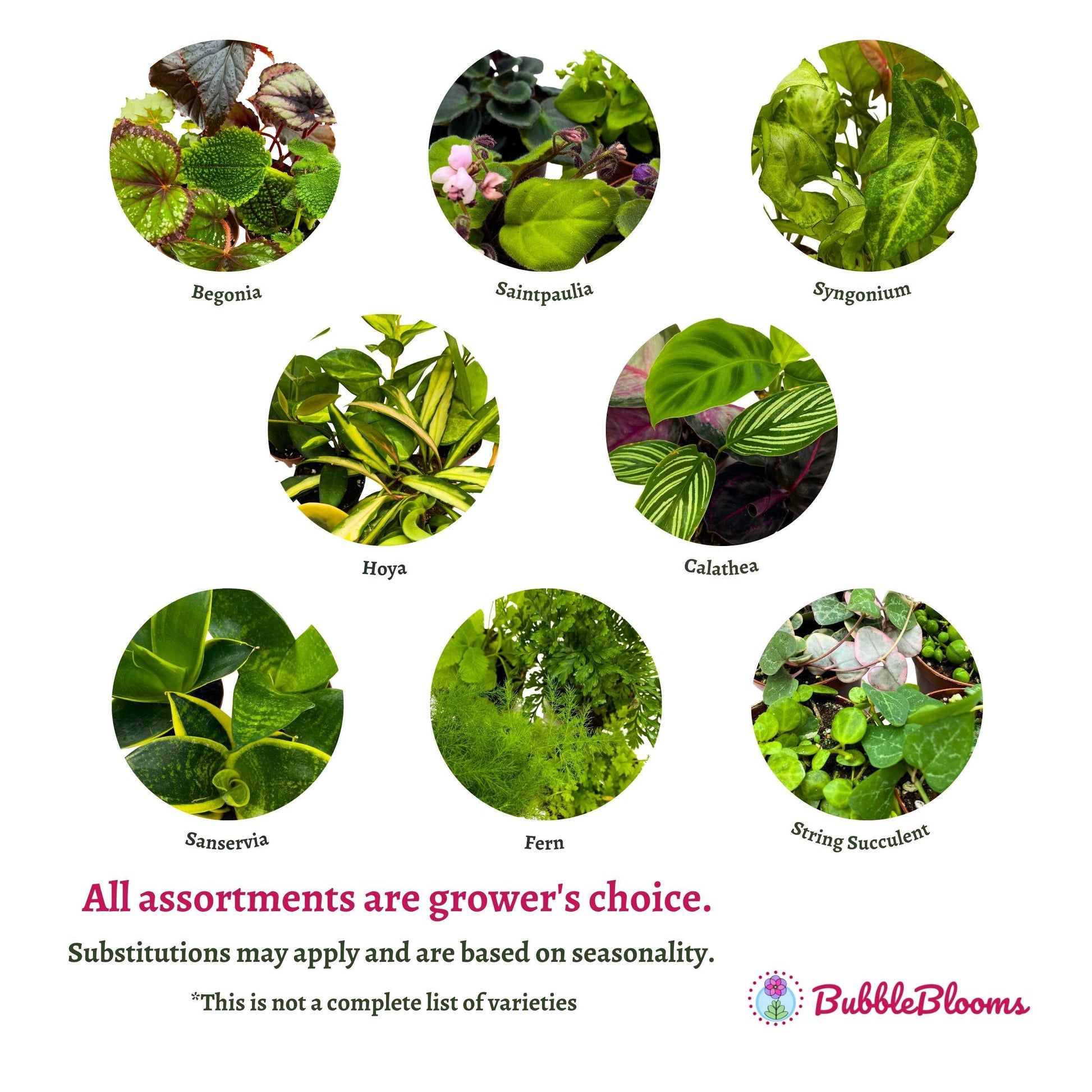 Plant Mystery Box, 2 inch pots, set of 4, Monthly Subscription, Always Different Houseplants