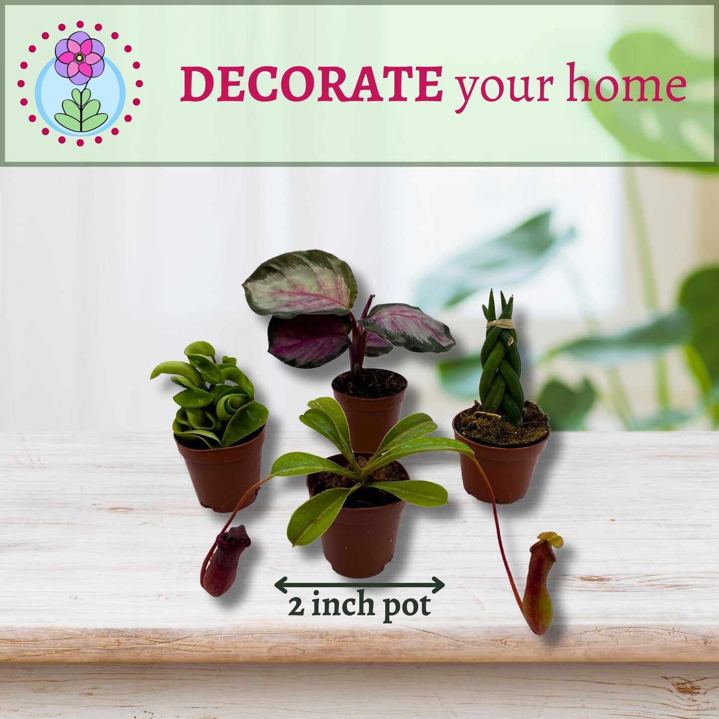 Plant Mystery Box, 2 inch pots, set of 4, Monthly Subscription, Always Different Houseplants