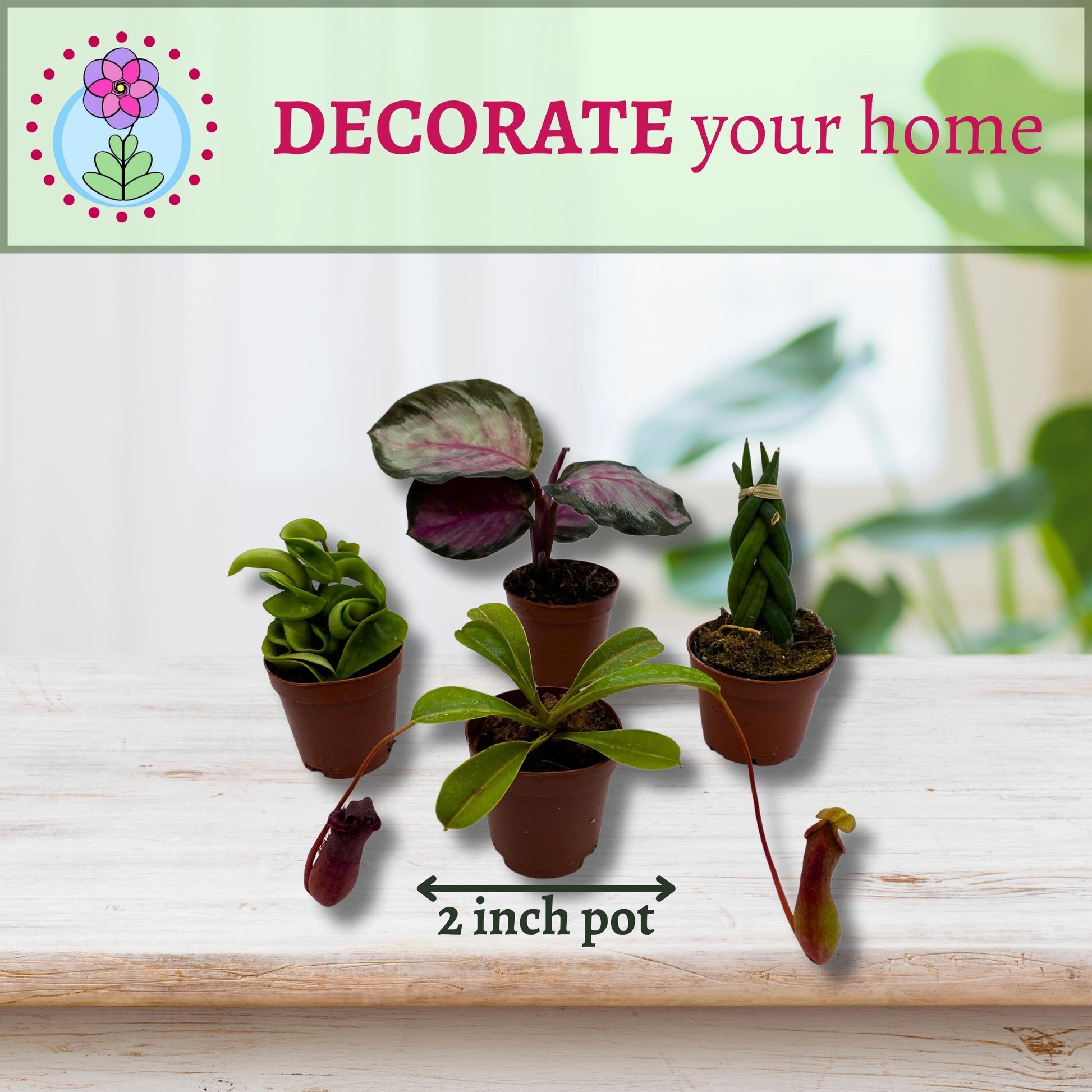 Plant Mystery Box, 2 inch pots, set of 4, Monthly Subscription, Always Different Houseplants