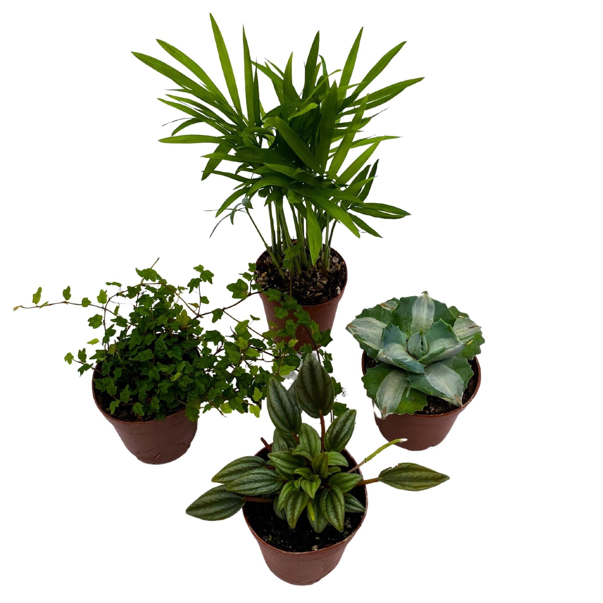 Plant Mystery Box, 2 inch pots, set of 4, Monthly Subscription, Always Different Houseplants