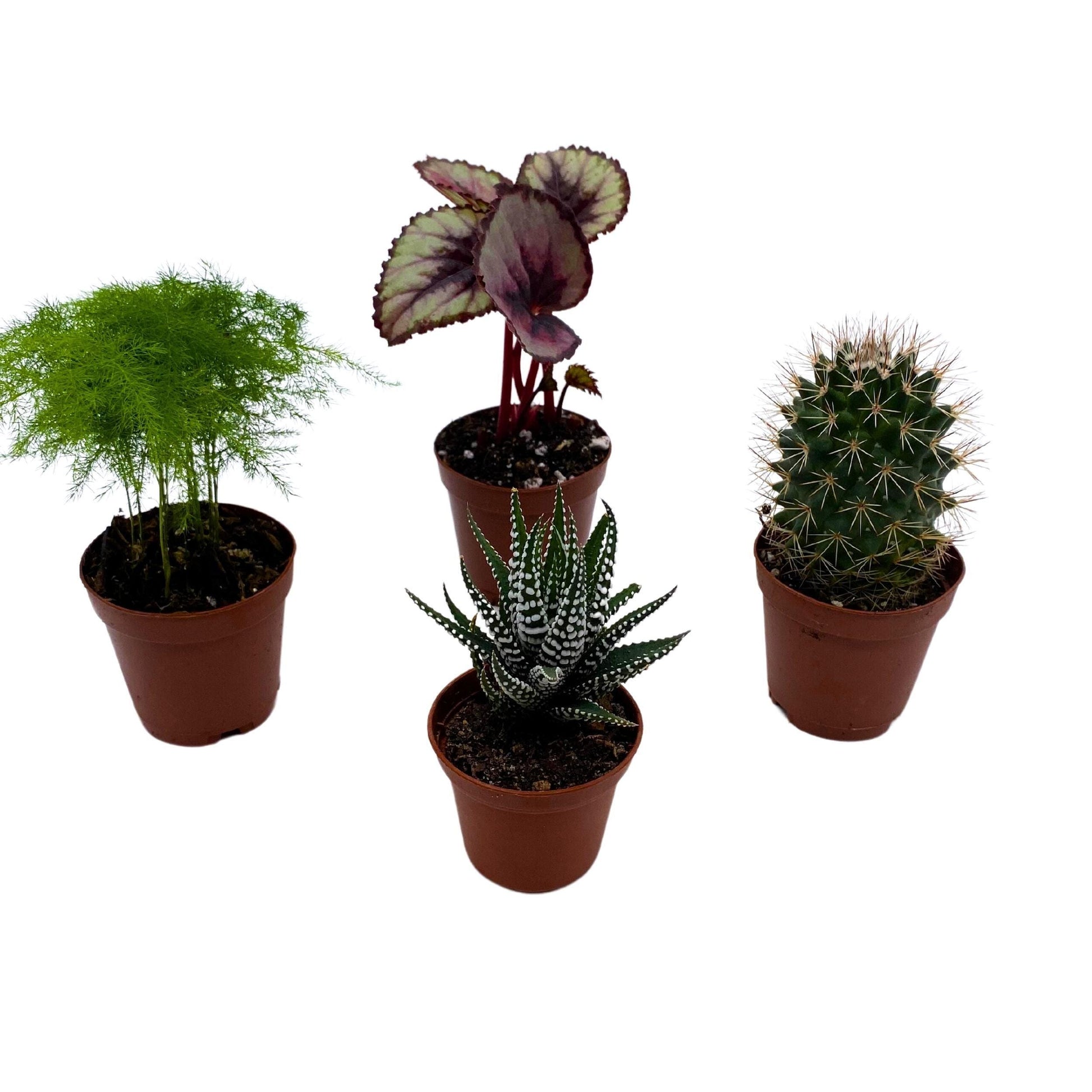 Plant Mystery Box, 2 inch pots, set of 4, Monthly Subscription, Always Different Houseplants