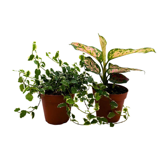 Plant Mystery Box, 4 inch pots, set of 2, Monthly Subscription, Always Different Houseplants
