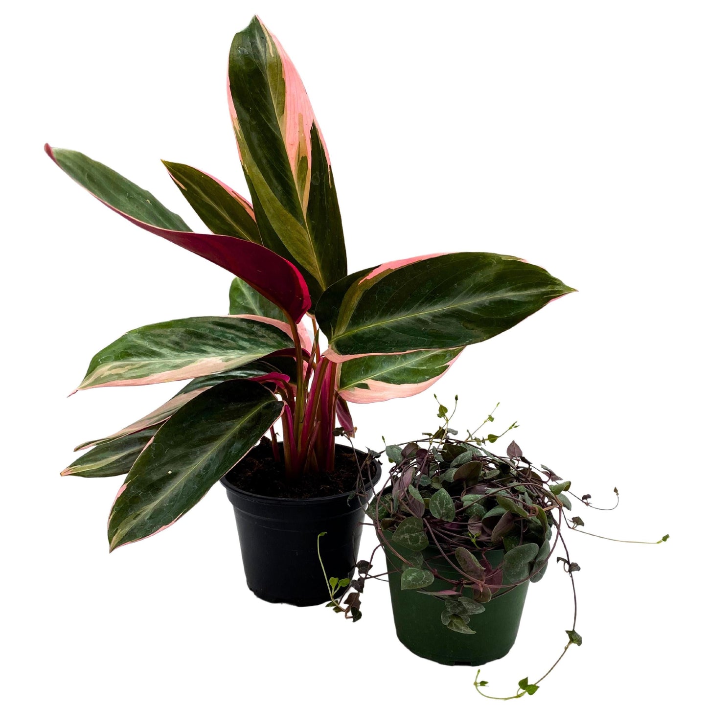 Plant Mystery Box, 4 inch pots, set of 2, Monthly Subscription, Always Different Houseplants