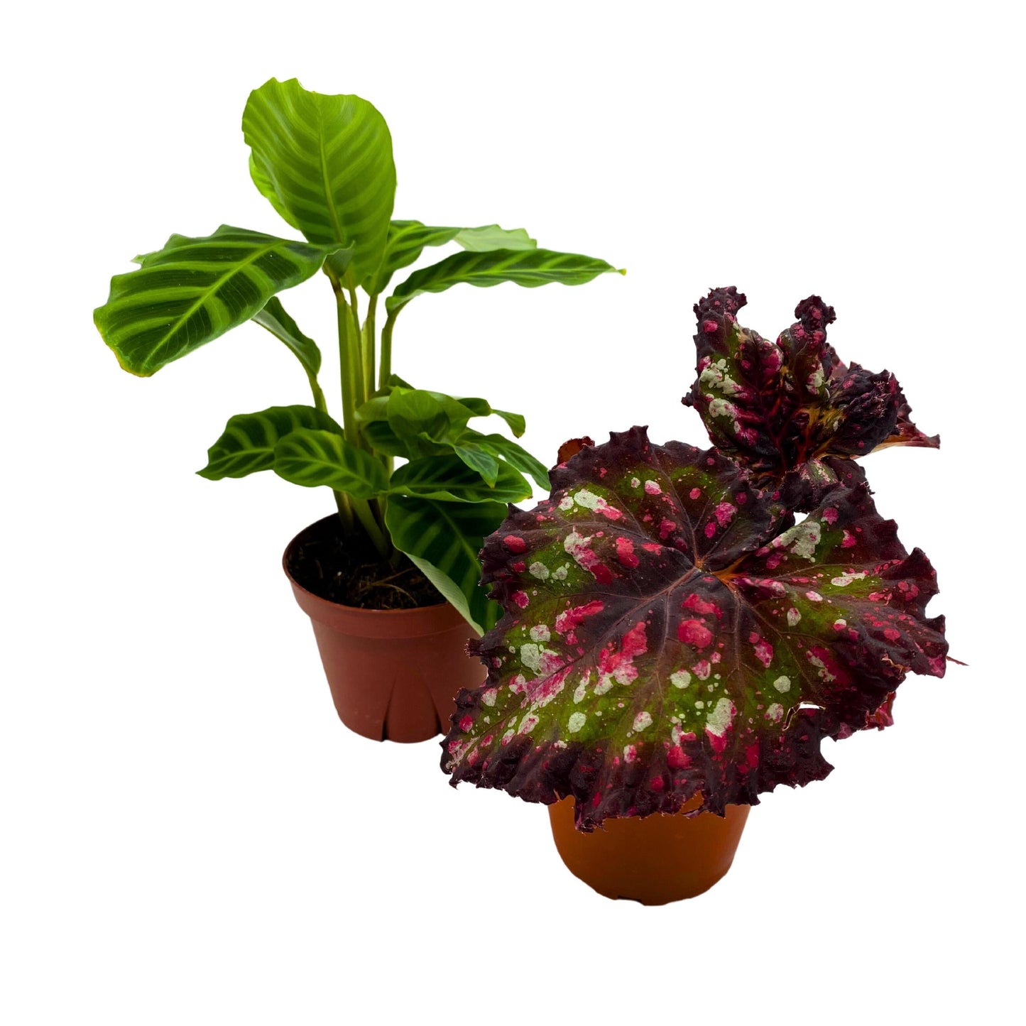 Plant Mystery Box, 4 inch pots, set of 2, Monthly Subscription, Always Different Houseplants