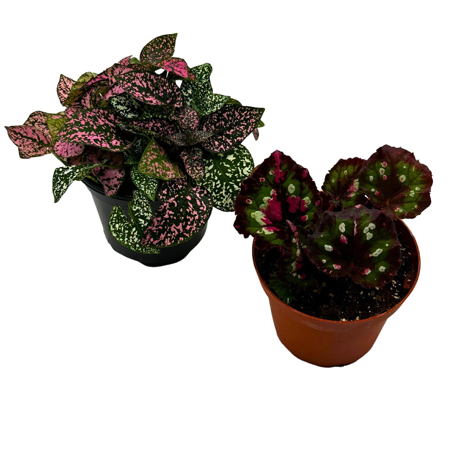 Plant Mystery Box, 4 inch pots, set of 2, Monthly Subscription, Always Different Houseplants