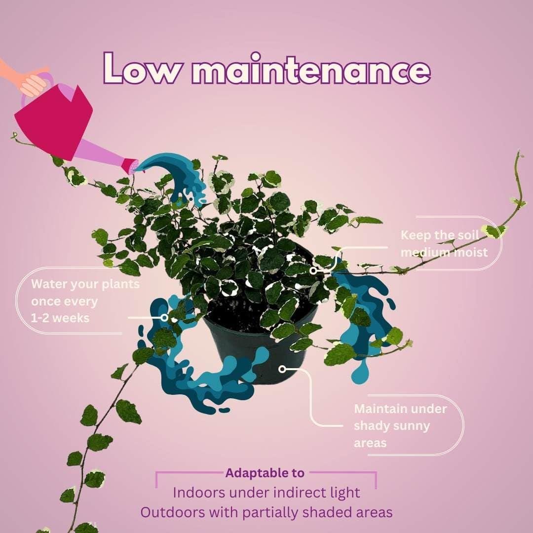 Creeping Fig, Ficus Pumila Variegata, Climbing Fig, Creeping Ficus in 4 inch Pot