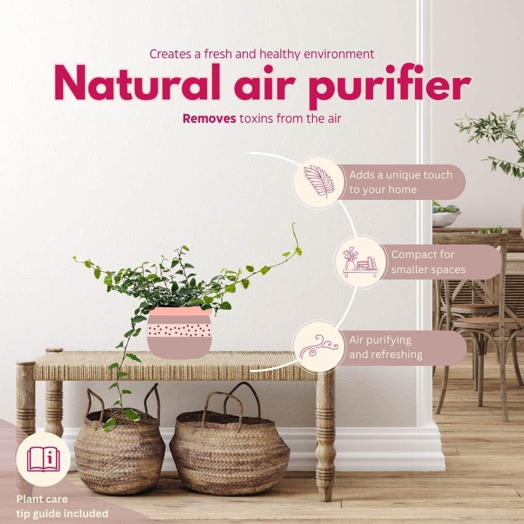 Creeping Fig, Ficus Pumila Variegata, Climbing Fig, Creeping Ficus in 4 inch Pot