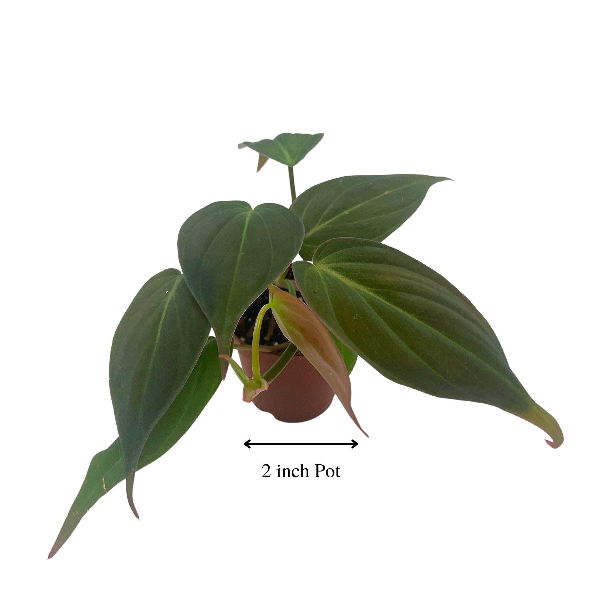 Philodendron Micans in a 2 inch Pot, Starter House Plant, Rare Philo Tiny Mini Pixie Plant
