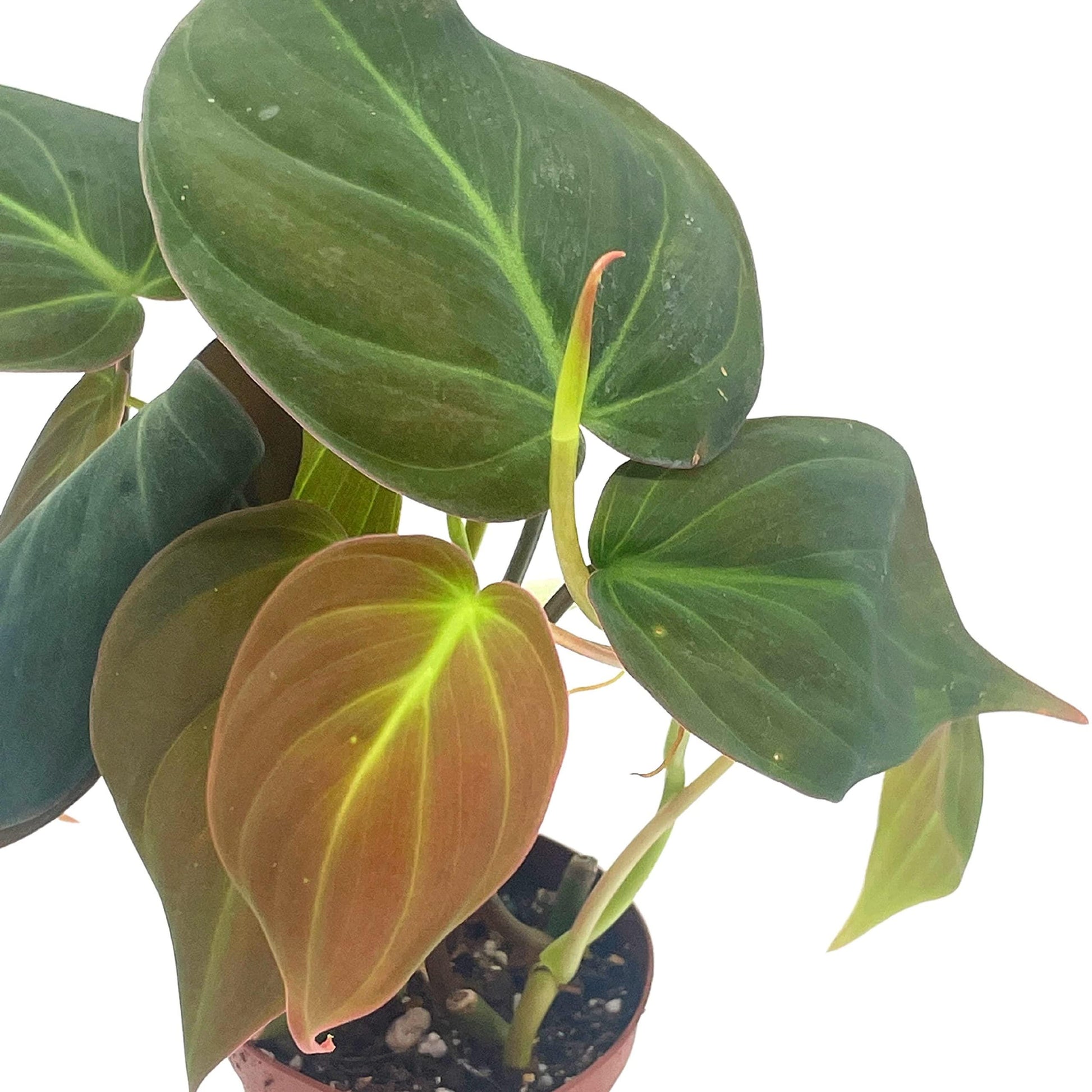 Philodendron Micans in a 2 inch Pot, Starter House Plant, Rare Philo Tiny Mini Pixie Plant