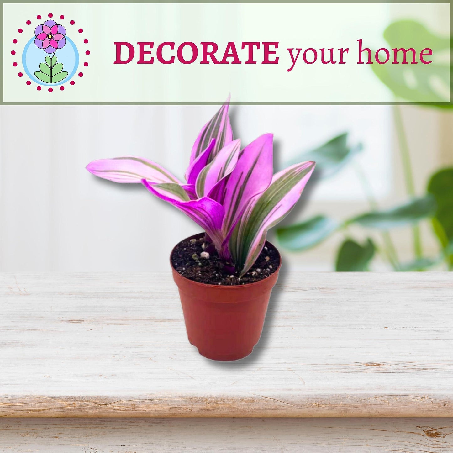 Pink Tradescantia Nanouk, Variegated Wandering Jew, Rare 2 inch Tiny Mini Pixie Plant