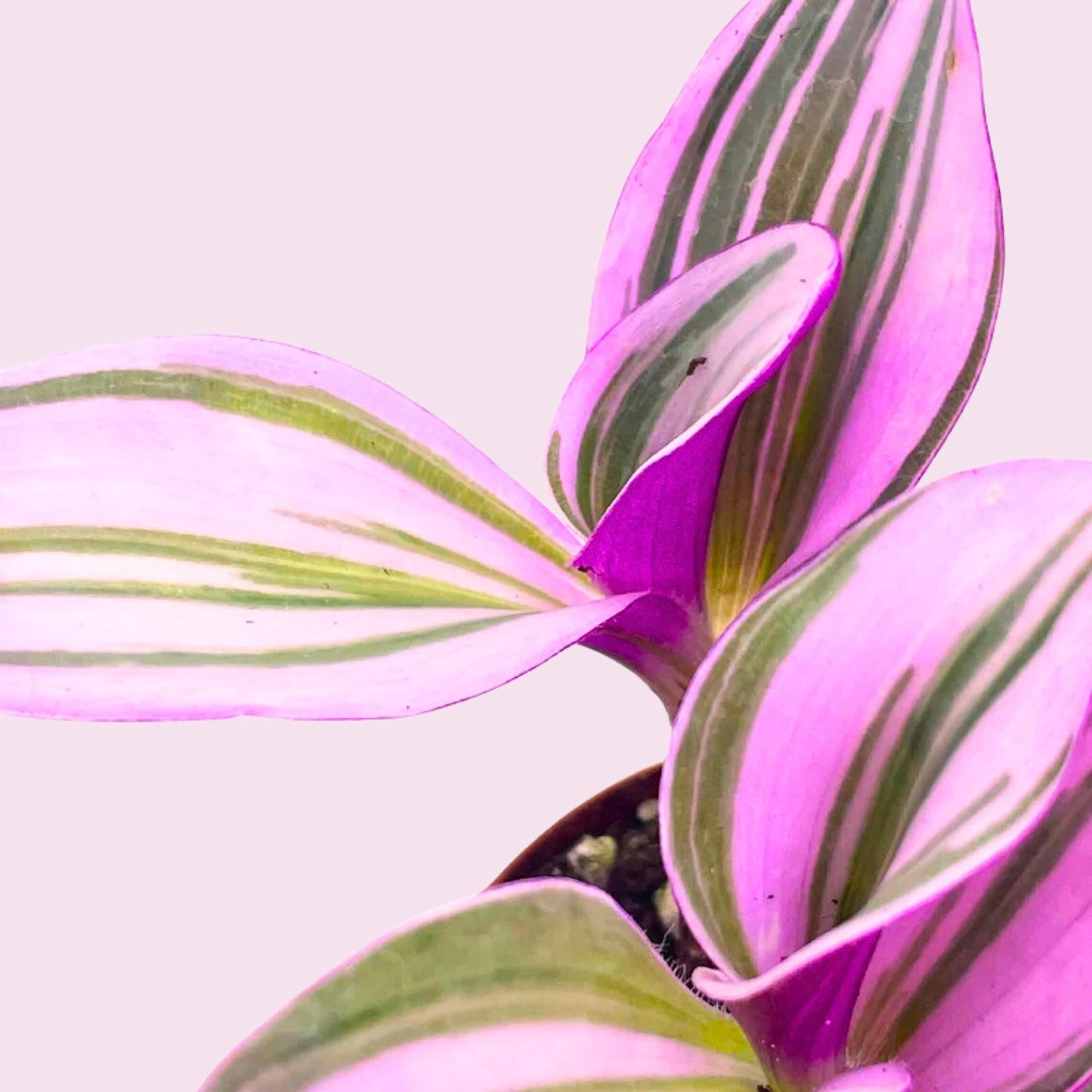 Pink Tradescantia Nanouk, Variegated Wandering Jew, Rare 2 inch Tiny Mini Pixie Plant