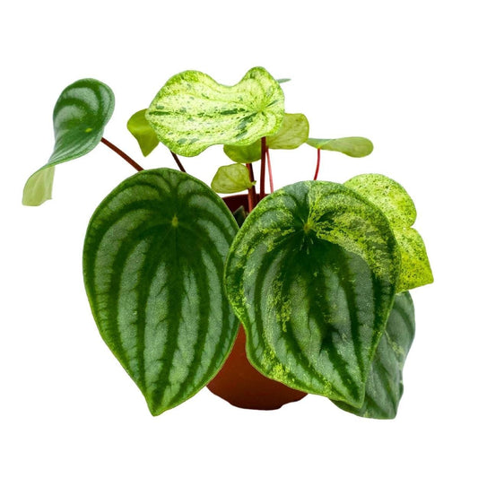 Harmony&#39;s Gold Dust, 2 inch, peperomia Variegated Watermelon pep Sport