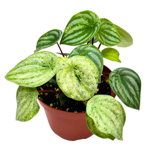Harmony&#39;s Gold Dust Peperomia, Variegated Watermelon Pep Sport