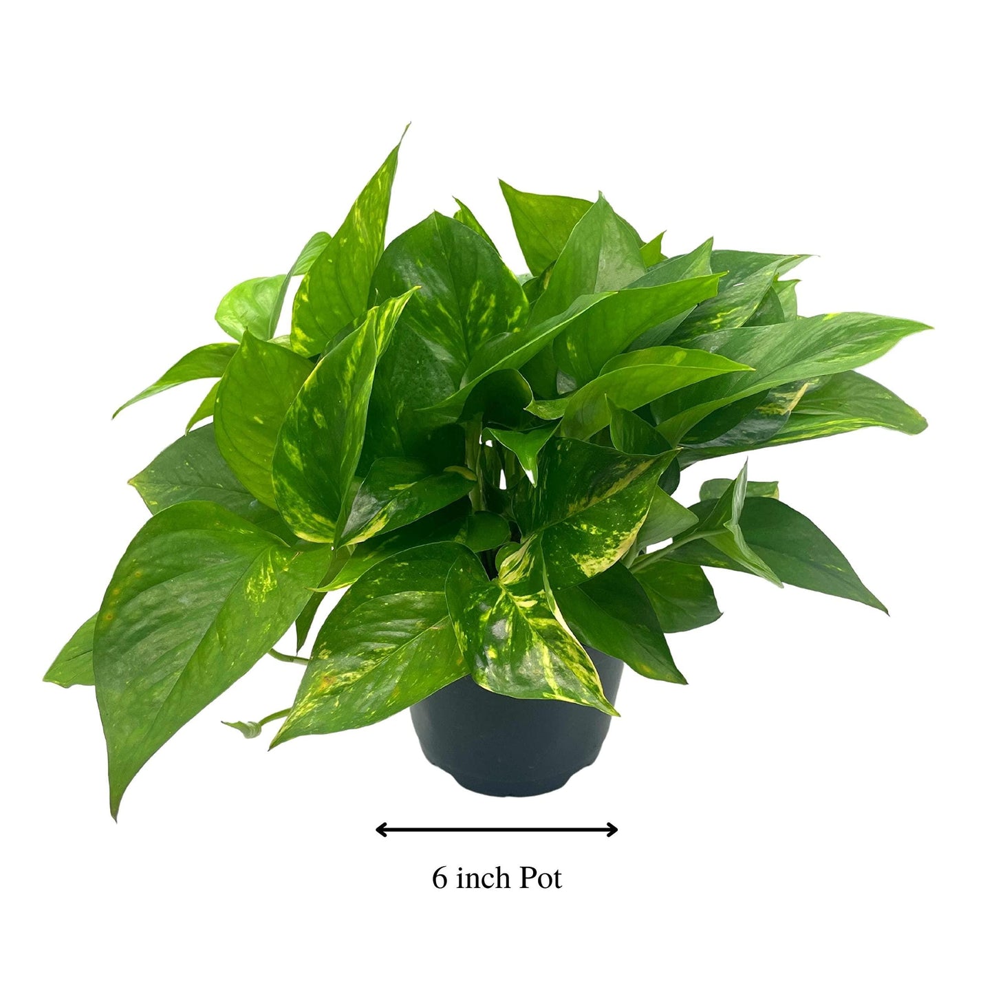 Golden Pothos, Variegated 6 inch Pothos, Very Full, Epipremnum aureum, Devil&#39;s Ivy