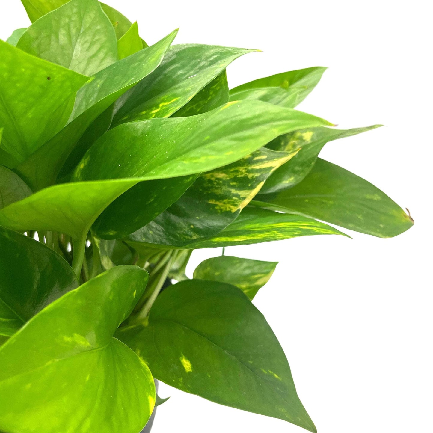 Golden Pothos, Variegated 6 inch Pothos, Very Full, Epipremnum aureum, Devil&#39;s Ivy