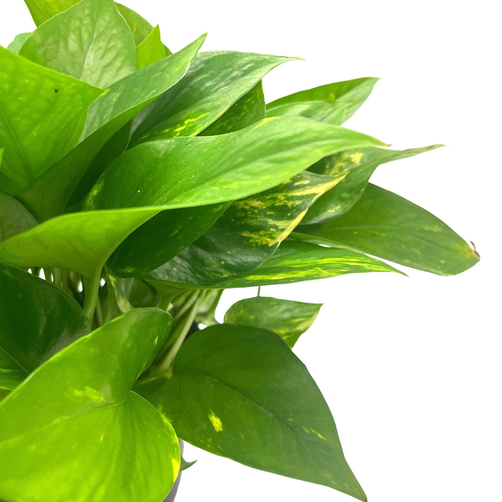 Golden Pothos, Variegated 6 inch Pothos, Very Full, Epipremnum aureum, Devil&#39;s Ivy