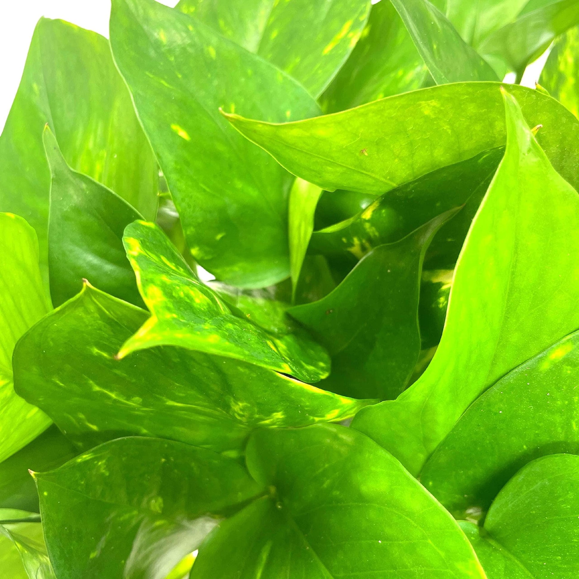 Golden Pothos, Variegated 6 inch Pothos, Very Full, Epipremnum aureum, Devil&#39;s Ivy