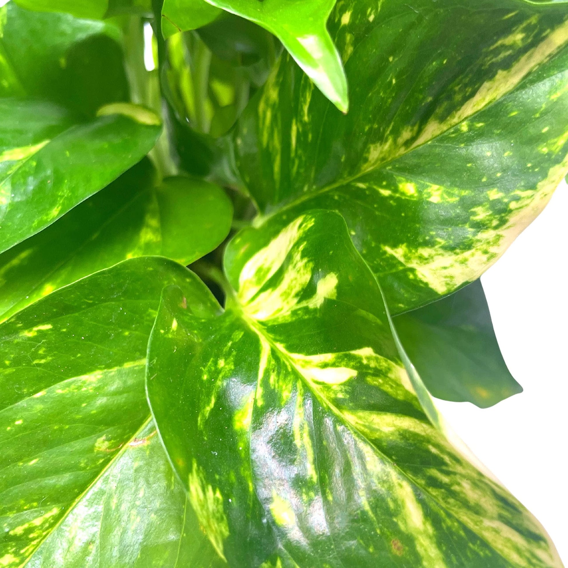 Golden Pothos, Variegated 6 inch Pothos, Very Full, Epipremnum aureum, Devil&#39;s Ivy