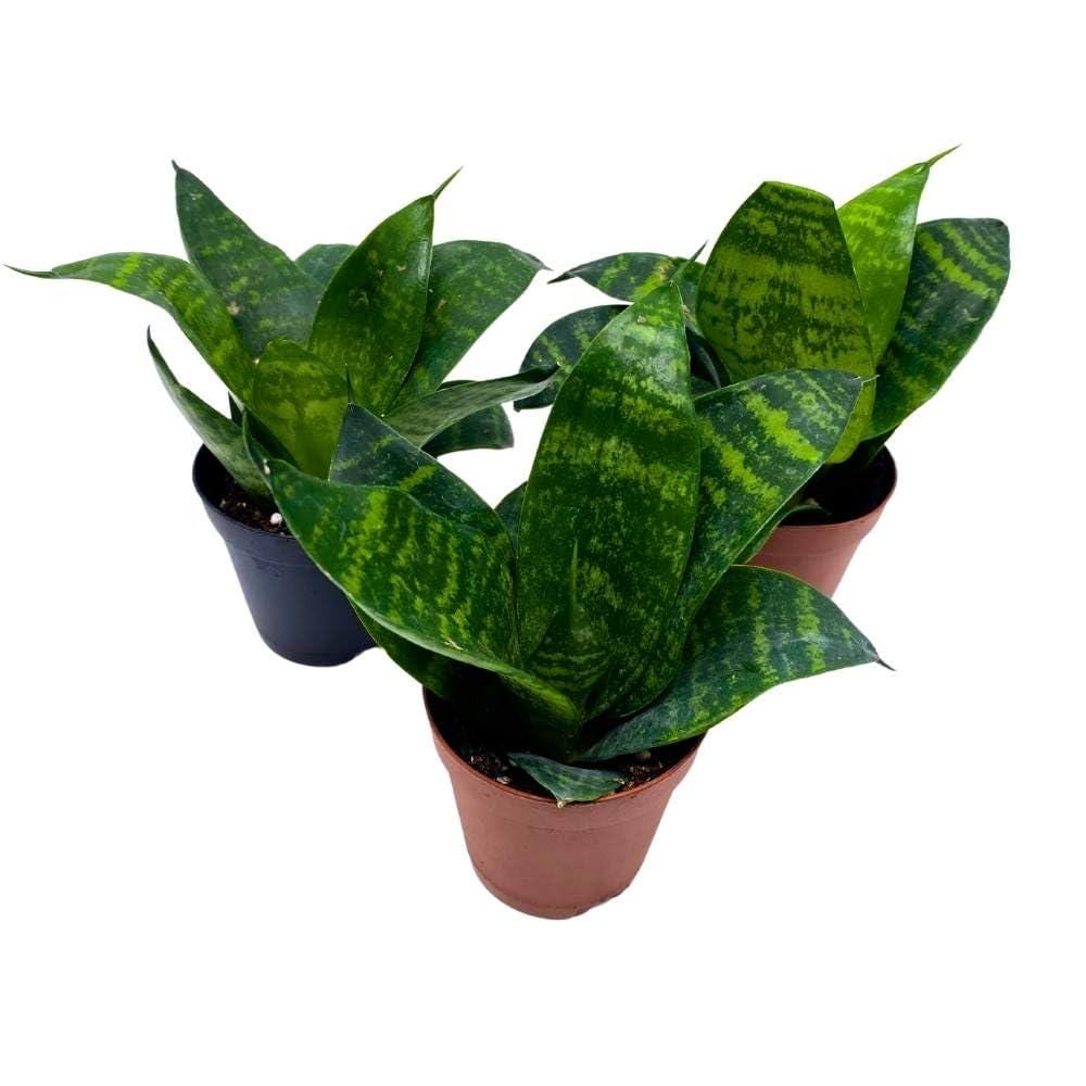 Black Robusta Snake Plant 2 inch Set of 3 Green Striped Dwarf Rosette Sansevieria Tiny Mini Pixie Plants